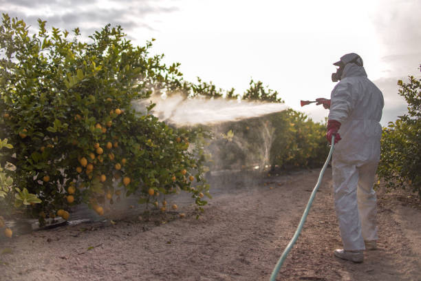 Best Spider Control  in Woodbine, IA